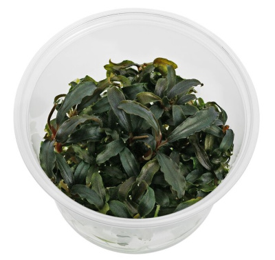 Буцефаландра Kedagang (меристемное растение)